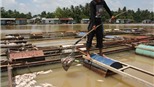 Đi tìm thủ phạm giết cá bè trên sông Đồng Nai